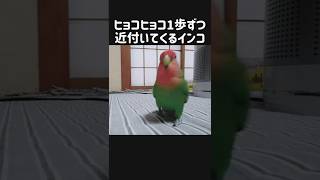 近付いてくるだけで可愛いコザクラインコ#shorts#コザクラインコ#lovebirds