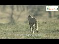 力を合わせろ若いチーター兄弟　wild animals in africa cheetah brothers broke up with their mother.