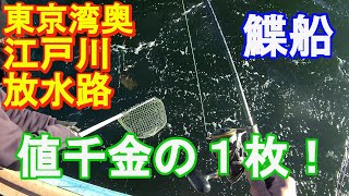 ♯273【江戸川放水路カレイ船】緊急放送第3弾！お祭りから戻りへシフトチェンジ？何とか型を見る！！