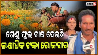 ମାଲଦା ଗାଁରେ ଗେଣ୍ଡୁ ଫୁଲ ଚାଷ ଦେଉଛି ଲକ୍ଷାଧିକ ଟଙ୍କାର ରୋଜଗାର ! Marigold Flower Farming In koraput Odisha