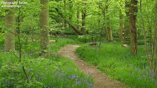 Hanningfield Reservoir Spring