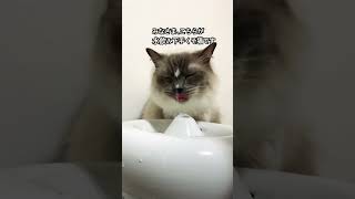 水飲むの下手くそ猫🤣#猫 #cat #ラグドール #猫のいる暮らし #ねこのいる生活 #ねこ