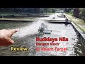 Budidaya ikan nila merah di kolam terpal dengan kincir air.  Review Kolam