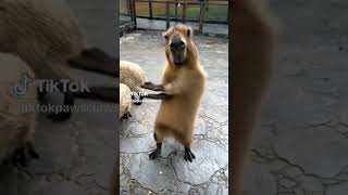 jajaja el baile de la capibara🤭