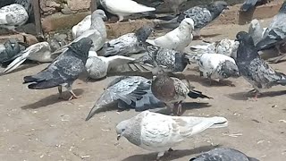 Kasni Rampuri Sab ki Breeding shuru. @shehrmaindihat @hashimmahmoodpigeons @JaipurTonkPigeons