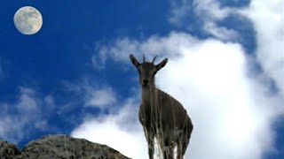 بزنە کێوی ـ ئاژەڵی کێوی ـ ماعز البری ـ بزکوهی ـ bezoar goat _ mountain goat _ wild animals