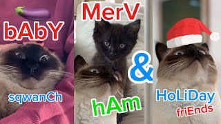 Merv The Talking Cat has a daughter!!! - Funniest Cat Expressions