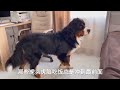 选狗如同盲人摸象？挑狗有技巧，好犬跑不了