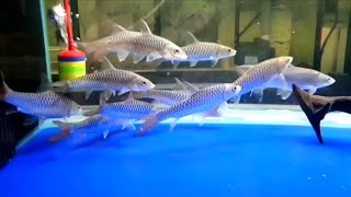 golden mahseer fish | Aquarium fish | Fish tank