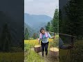 老家里的稻谷又熟了，又到了秋收的季节。打稻谷的时 countrygirl