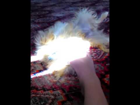 My puppy was biting my toes! ππ My puppy was biting my toes! ππ