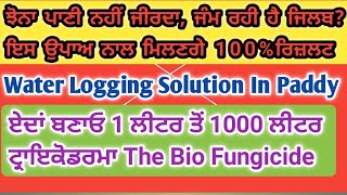 ਸਿੱਖ ਲਉ 1 ਲੀਟਰ ਤੋੰ ਹਜ਼ਾਰ ਲੀਟਰ Bio Fungicide ਬਣਾਉਣ ਦਾ ਵੱਲ || ਝੋਨੇ ਚ ਏਦਾਂ ਕਰੋ ਜਿਲਬ ਦੀ ਰੋਕਥਾਮ