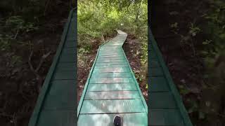 Mangrove forest wooden Bridge | wild life santuary | coringa | Yanam | #forest #wildlife #travel