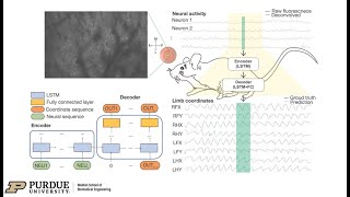 BCI Award 2023 Nomination-Overcoming the Limitation of Low Sampling Rate for Decoding Limb Movements