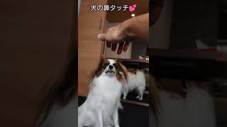 にっこりわんこ #パピヨン犬 #犬の日常  #可愛い犬