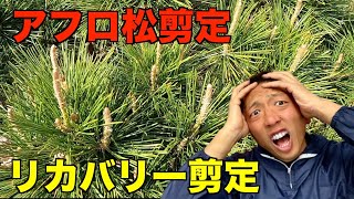 【剪定　pruning　黒松】中途切りした枝、、アフロ化した松を庭師が仕立て直したらこうなった！実践的な内容になってると思います＾＾