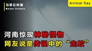 河南驚現神秘怪物，網友說是傳說中的“走蛟”，怎麼回事？