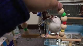 【文鳥】ブランコ初乗り【Java sparrow】