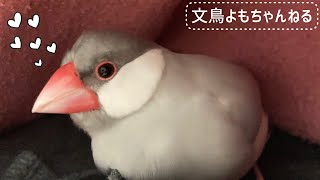 【文鳥の甘え鳴き】キューキュー鳴く声が可愛い文鳥よもぎ　癒し動物　面白い動物