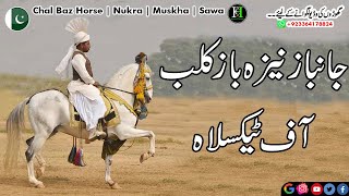 Janbaz Neza Baz Club I Desi breed I Mushka Ghora I Nukra ghora I Chamba ghora I Stud I Horse Channel