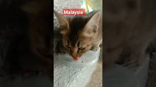 #cute cat. অনেক সুন্দর একটি বিড়াল। যা বাংলাদেশে অবহেলিতJanuary 15, 2024