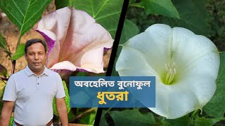 অবহেলিত বুনোফুল ধুতরা  | DHUTRA | Mokaram Hossain