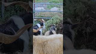 Bamboo Stu- Feeding The Goats My Christmas Tree For Intestinal Health.