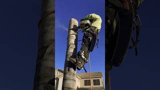 Dead Queen Palm Tree removal in tight space 🌴 #explore #petzl #trees #treeclimber #arborist