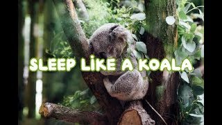 Sleep like a koala.Deep Sleep Music. Relaxing Music, Music for Insomnia.