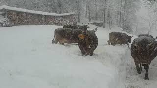 OB Kühe von Hannes Ackermann Mädris im hohen Schnee 14  Januar 2021