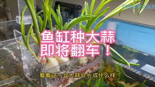 鱼缸种大蒜即将翻车！张同学手工空中花园破土而出！