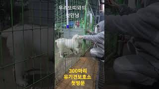 300마리 유기견보호소 첫방문 /우리또띠와의 첫만남 /안성보호소/강엄마유튜브/행복한보금자리 유기견보호소/안락사없는보호소