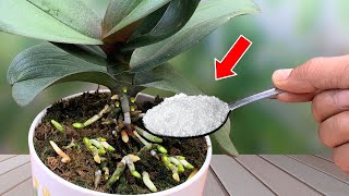 Just sprinkle 1/2 scoop! Suddenly the orchid grew super roots and bloomed super flowers