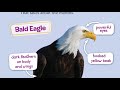 eagles and eaglets video