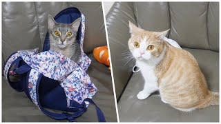 全く悪気がない猫とそれがうらやましかった猫【スコティッシュフォールド】【アビシニアン】