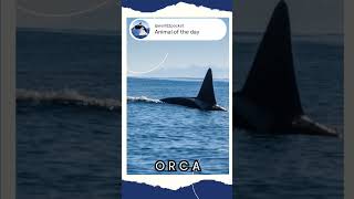 Diving into the World of Orcas: Majestic Marine Giants of the Ocean! 🌊🐋 #nature #animal #wildlife