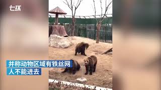 Wild animal park in Henan denies rumor that black bears actually staff members 被指用人扮演大黑熊，周口野生动物园回应