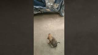 இதான் ஒரு தட்டுல சாப்புடுறதா #funny_chicken #husbandwifetamilcomedy #kozhi_koothugal