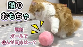 自動で動くボールのおもちゃで遊んだ猫の反応がおもしろい！／はねはねボール 【猫のおもちゃ】【ラガマフィン】