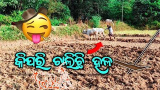 କିପରି ଚାଲିଛି ହଳ👨‍🌾 // Kipari Chalichhi Hala👨‍🌾 // Farmer👨‍🌾 //