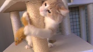 忍者のように俊敏な猫/Agile cat as ninja -ノルウェージャンフォレストキャット/Norwegian Forest Cat-