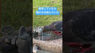 鳩の水の飲み方 #shorts #鳩 #公園