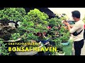 Bangkok's Huge BONSAI TREE Market |  Chatuchak Market Thailand