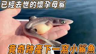 已經去世的懷孕母鯊，竟奇跡產下一窩小鯊魚！醫生檢查後大叫:這不可能！