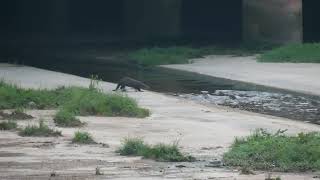 新加坡野生动物_水獭 City In Nature_ Located The Otters In South West Singapore_ 14oct2023 6.42am