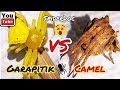 Subscribers Request: GARAPITIK vs CAMEL Spider. Gagambang Anti-Garapitik. Spider Fight.