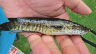 Northern Snakehead at Allen Pond Park