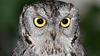 Western Screech-Owl in Utah