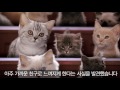 고양이 소리 이해하기 위스카스 키튼 칼리지