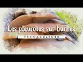 Comment faire sa culture de pleurotes sur bûches? #kitchampignons